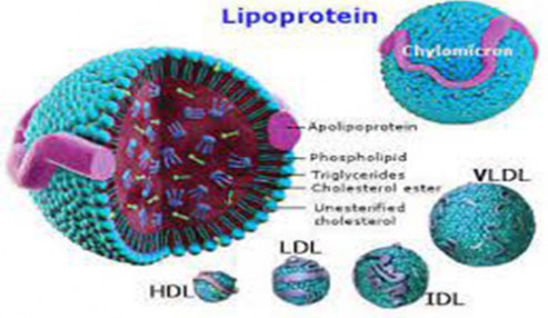 مروری براختلالات لیپوپروتئین ها و تازه های تشخیص و درمان